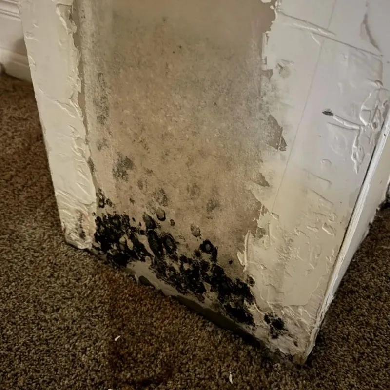 Professional Mold Removal in Bloomingdale, GA